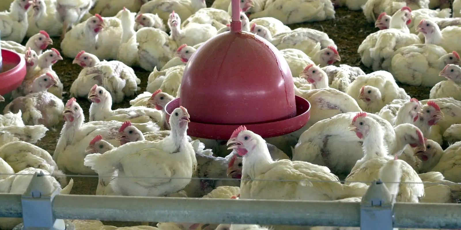 China encerra embargo e reabre mercado para frango do Rio Grande do Sul