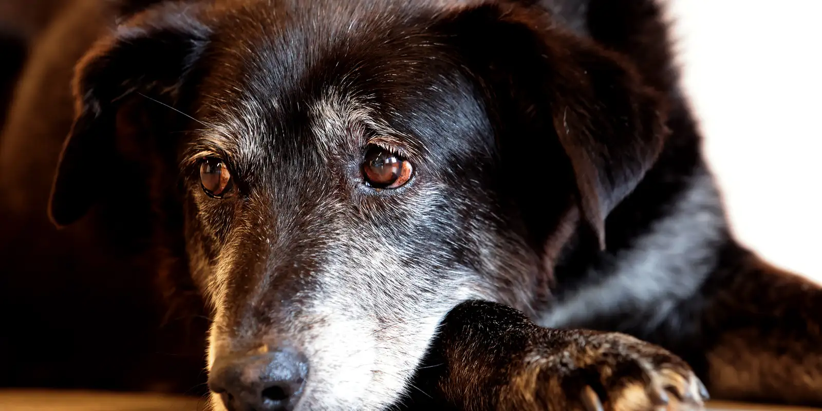 Comerciante é sentenciado a mais de cinco anos de prisão por maus-tratos a cachorros