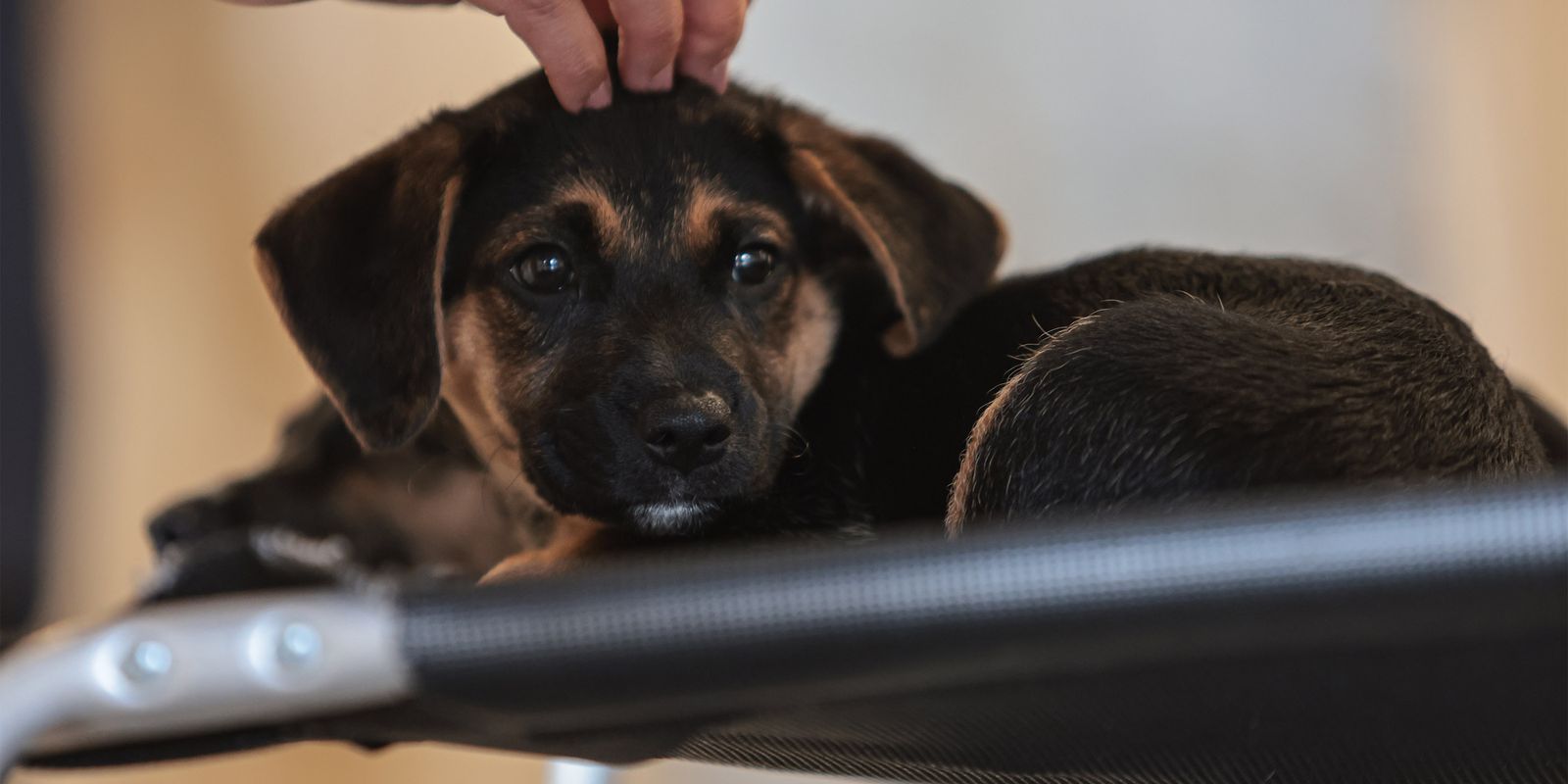 Nova lei estabelece guarda compartilhada para animais de estimação