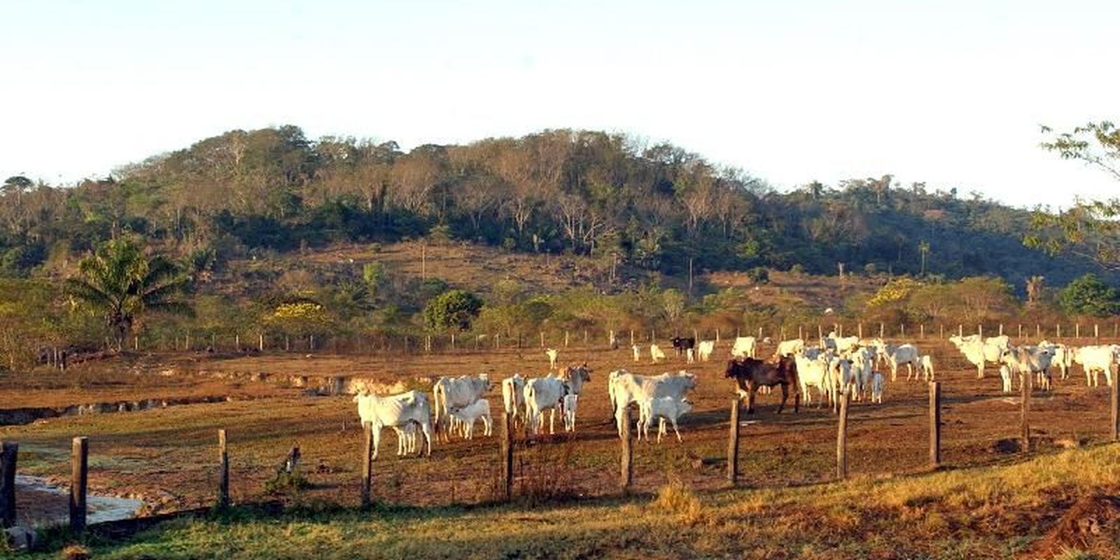 STF valida legislação que limita compra de terras por estrangeiros