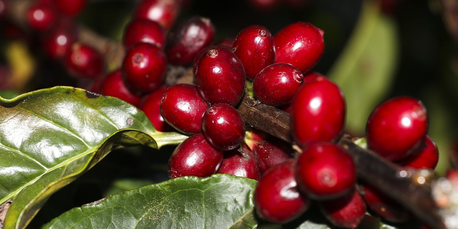 Estados Unidos isentam produtos-chave do Brasil de novas tarifas