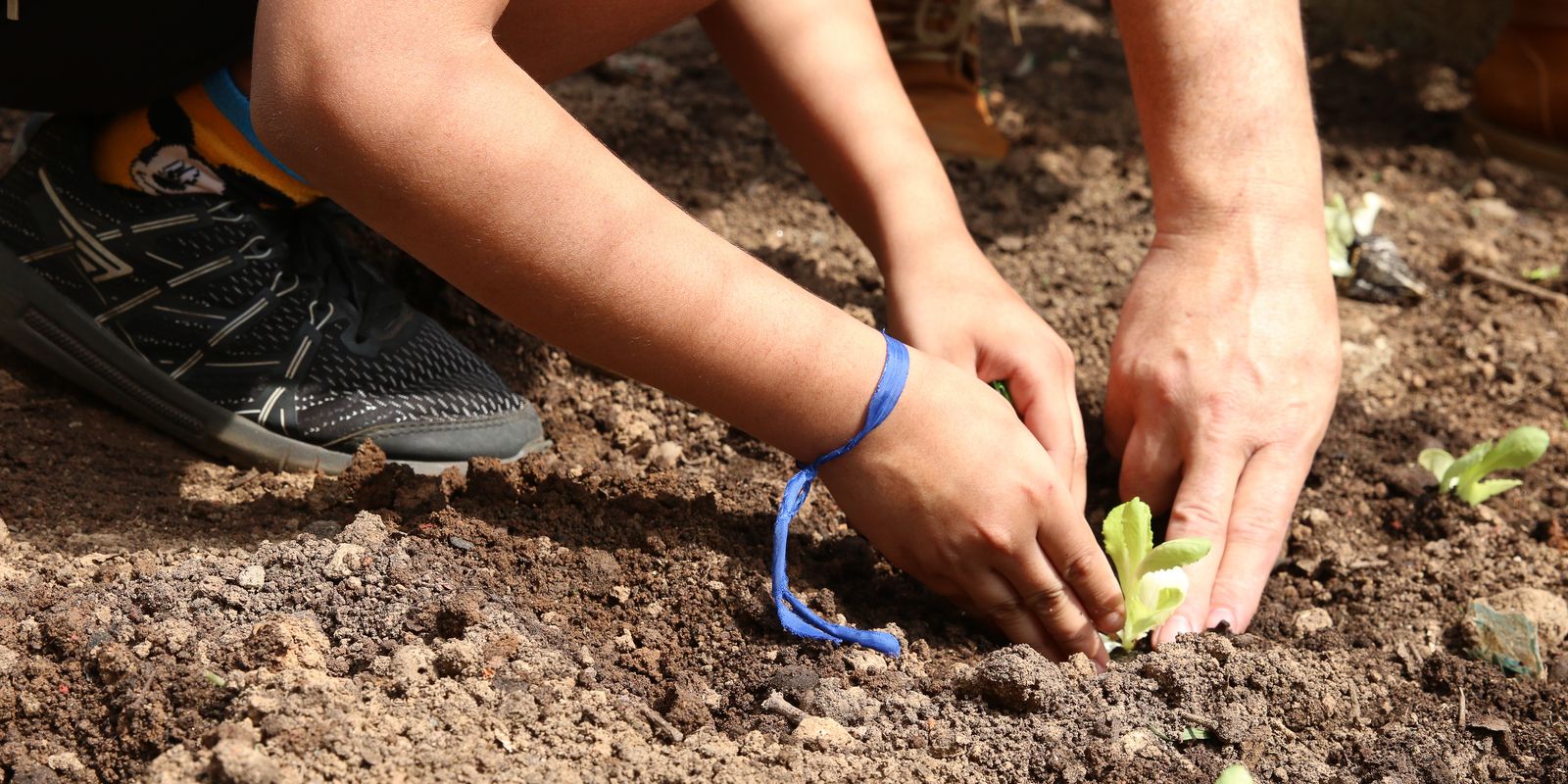 Entidades cobram compromisso com a agroecologia nas eleições em SP