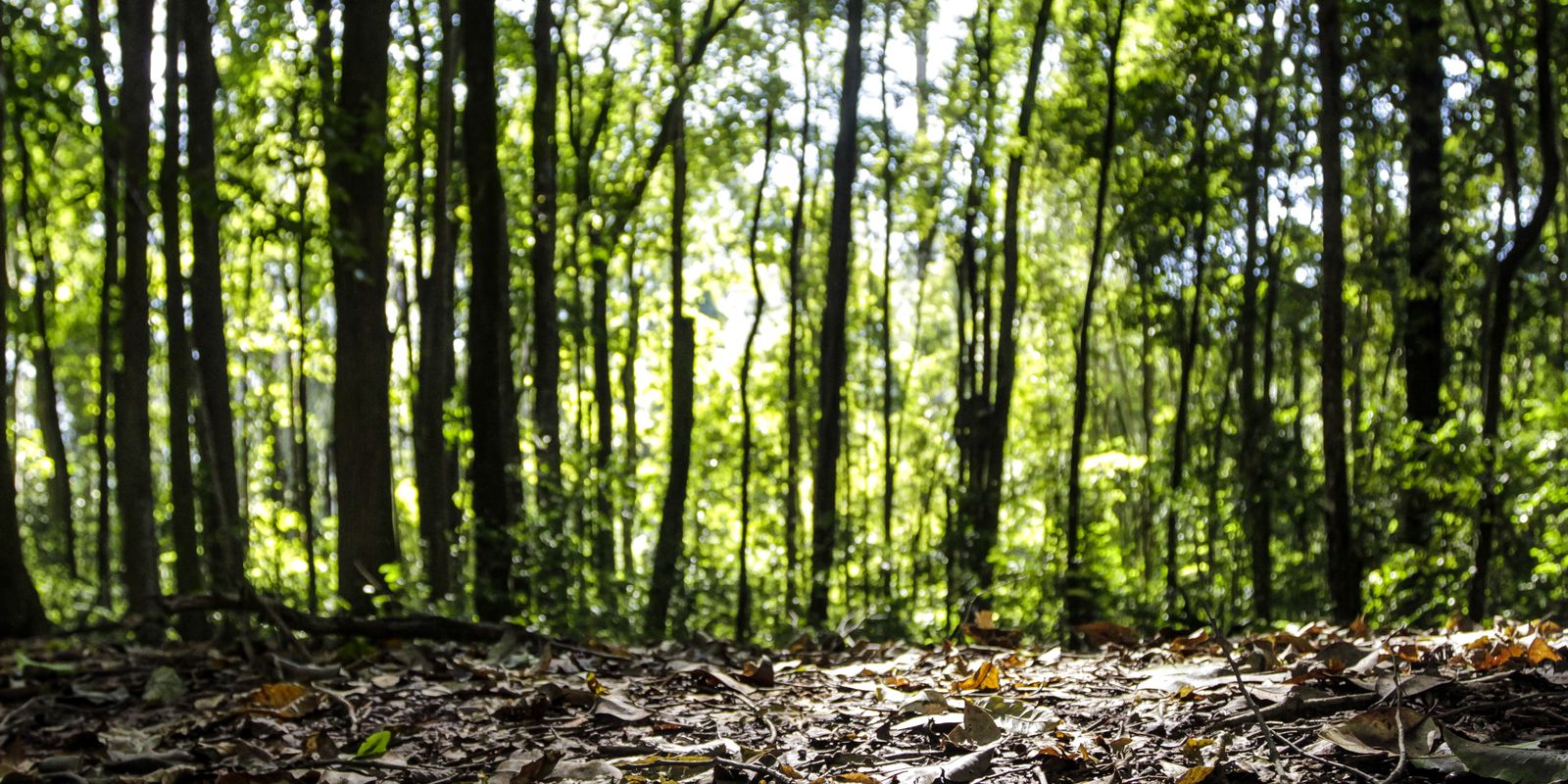 Produção florestal bate recorde em 2025 impulsionada pela silvicultura