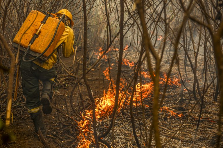 Projeto regulamenta uso do boi bombeiro contra incêndios no Pantanal