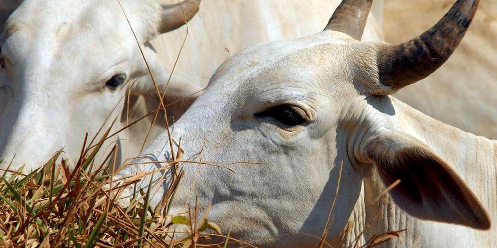 Carne bovina do Brasil enfrenta tarifa de 67% ao entrar no mercado chinês