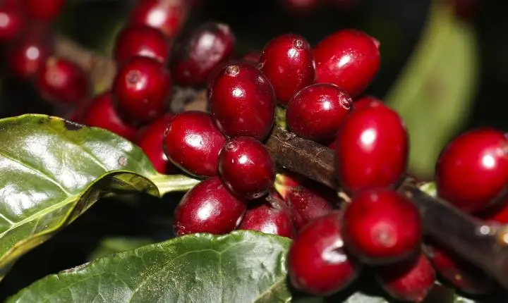 Estados Unidos isentam produtos-chave do Brasil de novas tarifas