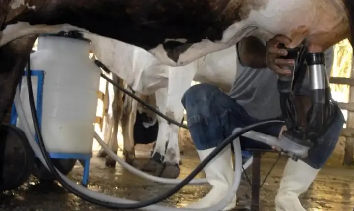 Produção de leite atinge patamar recorde com menor rebanho de vacas